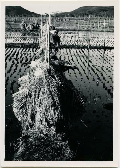 Rice drying