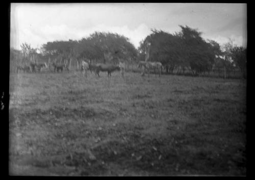 Person with livestock in a field