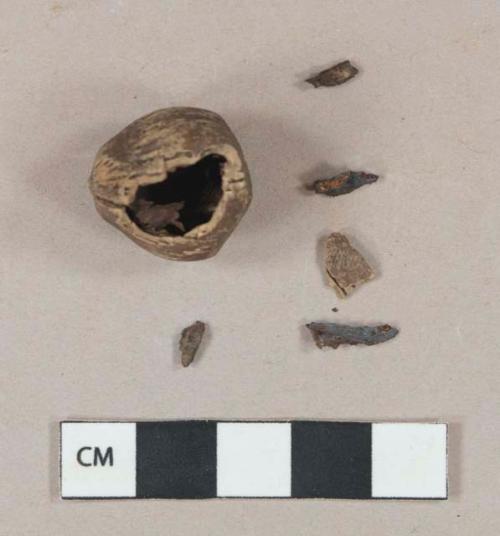 Acorn fragments