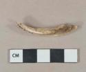 Pig tooth canine fragment