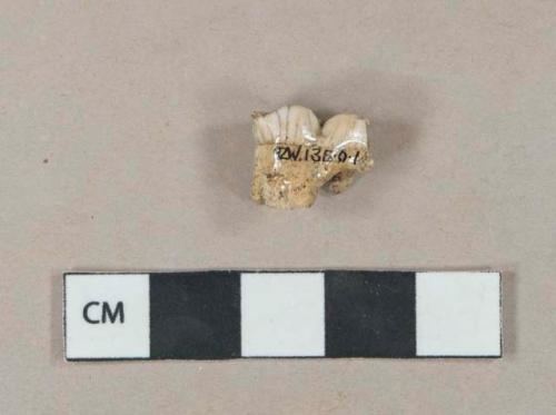 Pig first molar fragment, possibly juvenile