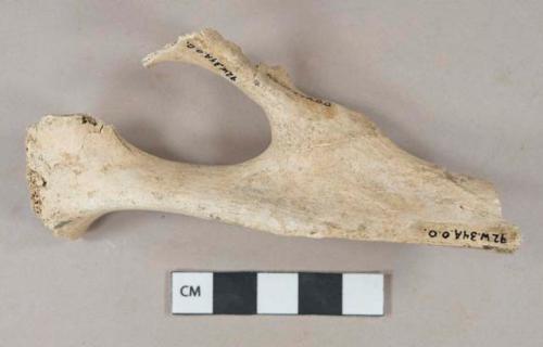 Sheep pelvis and acetabular bone, butchery marks, mature individual