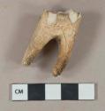 Bovine right mandible 1st molar, intact