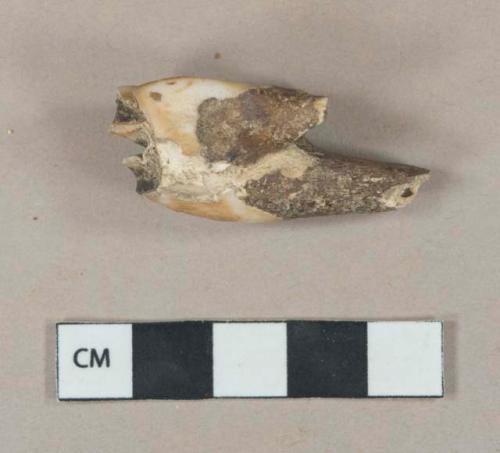 Bovid fourth pre-molar, right maxilla, mature individual