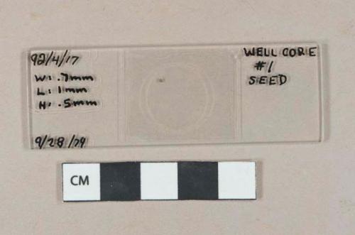 Wood sorrel seed (Oxalis corniculata or stricta) fragment mounted to glass microscope slide