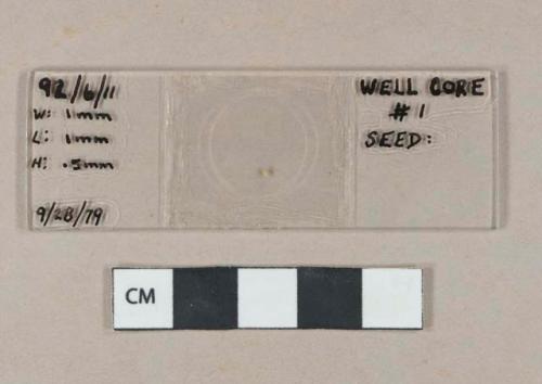 Rubus species seed mounted on glass microscope slide