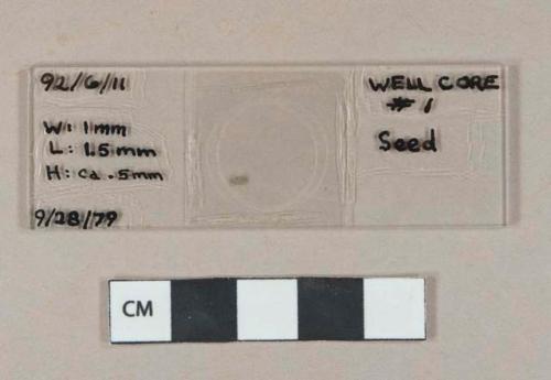 Hyosycamus niger seed mounted on glass microscope slide