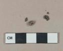 1 grape seed, 8 likely seed casing fragments