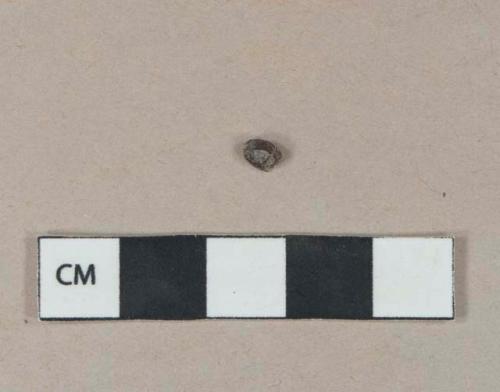 Unidentified seed casing fragments