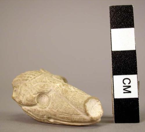 Shell amulet, Peccary head