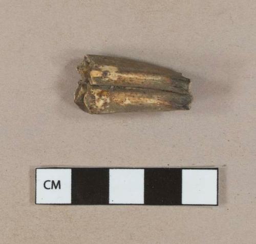 Tooth fragment, possibly horse or cow