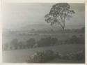 Distant view of Caracas, fields and trees in foreground