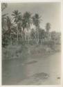 Palm trees along shoreline