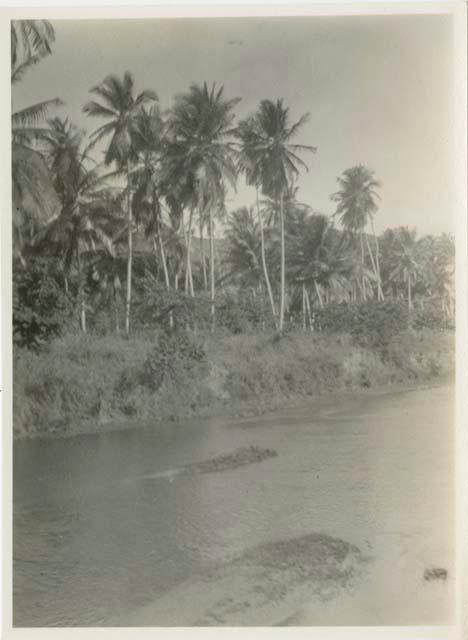 Palm trees along shoreline