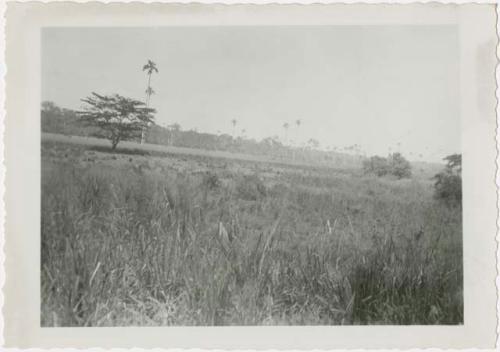 Open field with palm trees in background