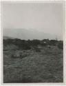 Vegetation, with mountains in background