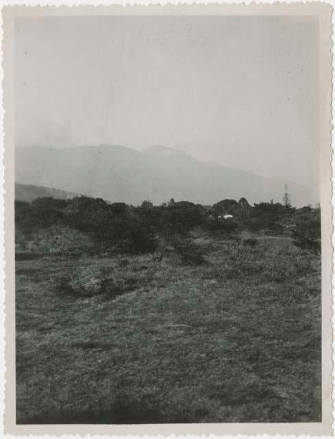 Vegetation, with mountains in background