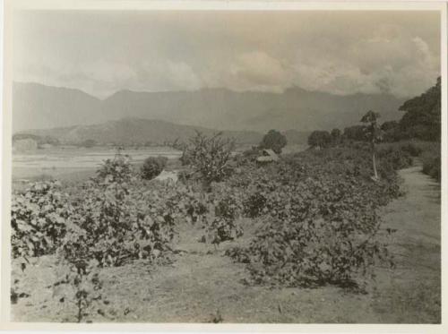 Field and house along road on La Cabrera Peninsula