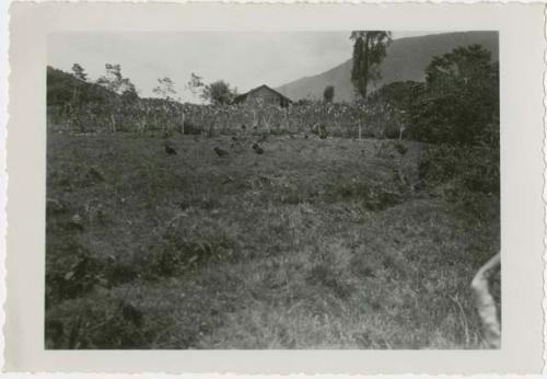 Flock of buzzards in an open field, small building in background