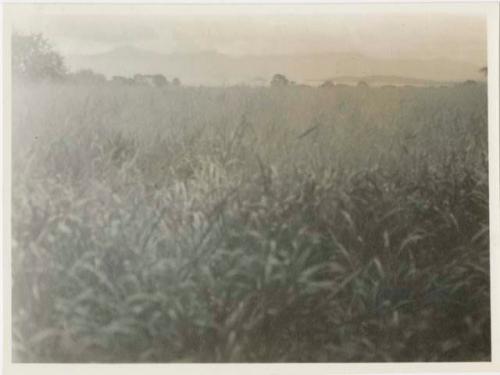 Large open field of plants