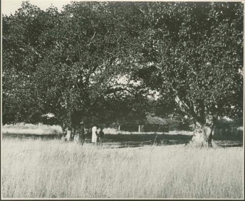 Group of people walking under a tree, with huts in background (print is a cropped image)