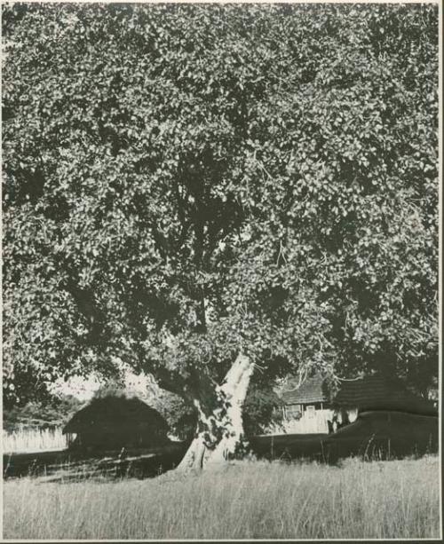 Large tree, with hut in background (print is a cropped image)