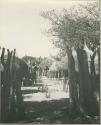 Woman standing inside kraal, view from outside fence (print is a cropped image)