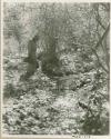 Laurence Marshall looking at a spring where a python was seen