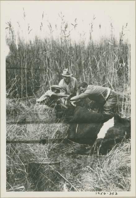 Men rescuing a cow that fell through a floating papyrus mat