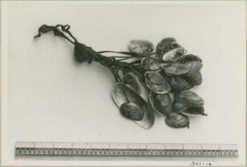 Clam shells tied together and a ruler for measurement