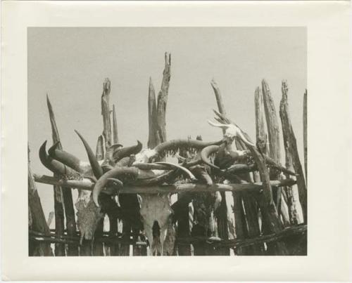 Ceremonial collection of cattle horns and skull on a fence (print is a cropped image)