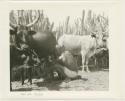 Man milking cattle inside a kraal (print is a cropped image)
