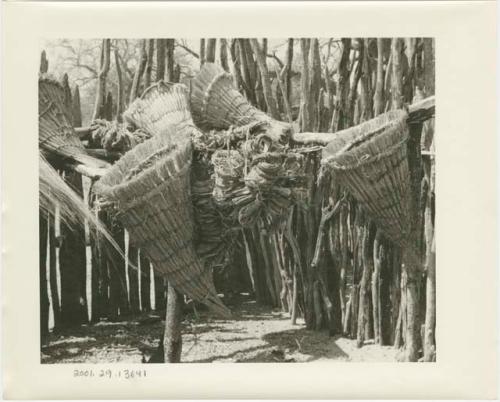 Fish baskets and fiber cord suspended on a fence inside a kraal (print is a cropped image)