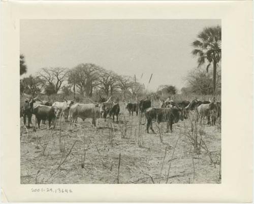 Cattle in a field (print is a cropped image)