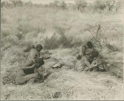 Four men digging for poison beetle larva with digging sticks (print is a cropped image)