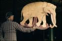 Gadjah (elephant) puppet - Ampilan set