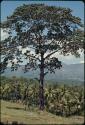 View from Borobudur