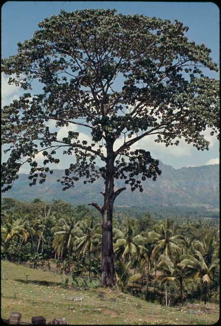 View from Borobudur