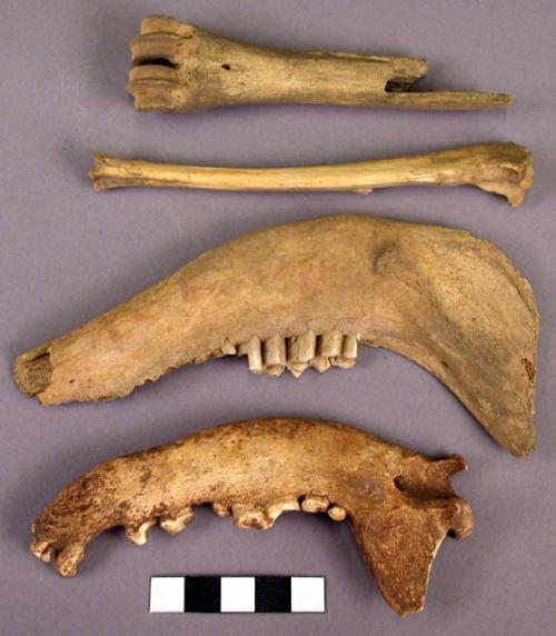 Bone fragments