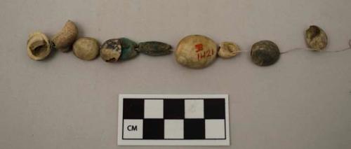 Pierced shells and 2 glazed beads