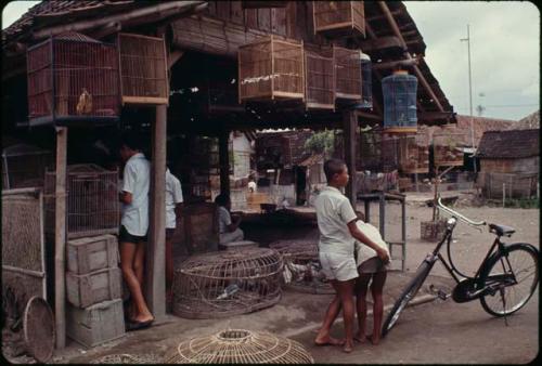 Bird market