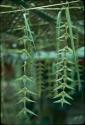 Ceremonial decorations from coconut palm leaves