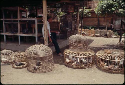 Bird market