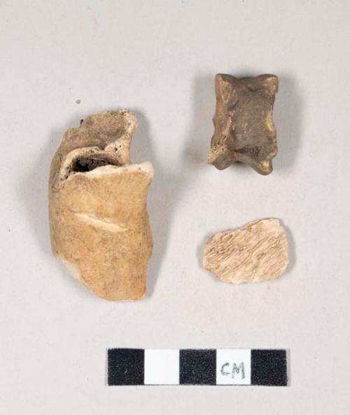 Animal bone fragments, one has cut marks, one is an astragalus