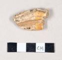 Animal tooth and jaw fragment