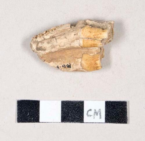 Animal tooth and jaw fragment