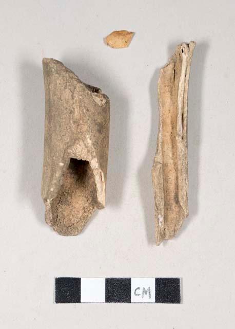 Animal bones, one possible non mammal