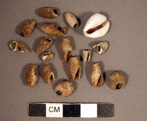 Shells, small univalves,perforated, with one white cowrie shell