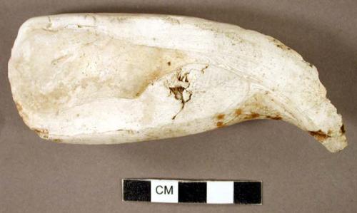 Organic shell, utilized, shoe-horn shaped, broken at one end, 1 face worked flat