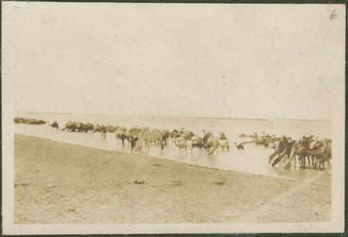 South of Khartoum, camels being watered in Nile River